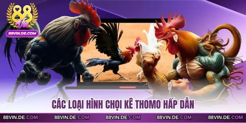 Các loại hình chọi kê Thomo hấp dẫn